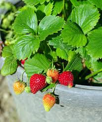 Fraises