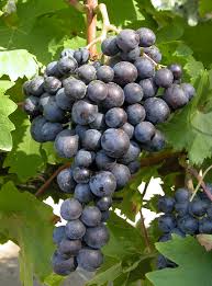 Vigne Muscat de Hambourg