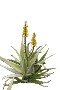 Aloes Vera Barbarensis Jaune