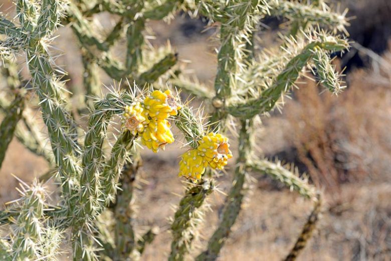Cylindropuntia Imbricata Cholla, Cholla à Chaînettes