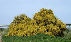 Acacia Cyanophylla/Saligna