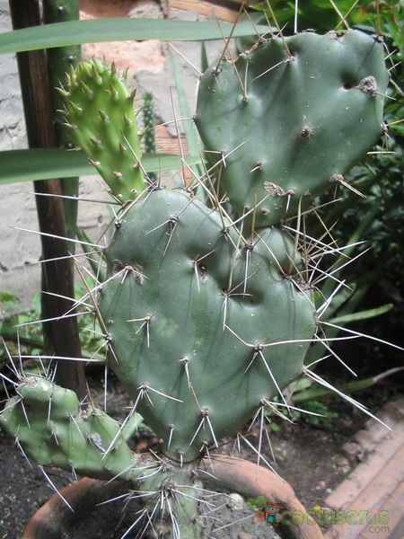 Opuntia Schumannii, Figuier de Barbarie de Schumann