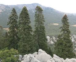 Sapin du Rif