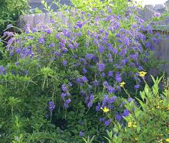 Duranta, Fleur Céleste ou Galéga