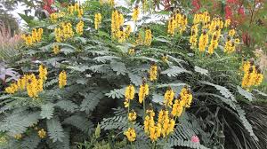 Arbre a Popcorn