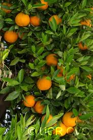 Mandarinier Ortanique