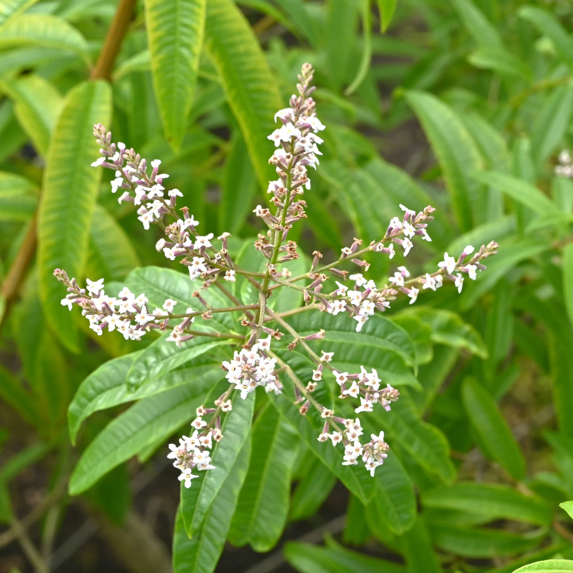 Verveine Beldi, Louiza