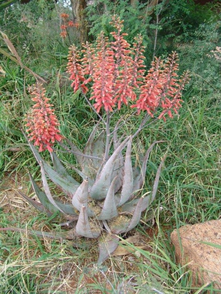 Aloe Chabaudii, aloès de Chabaud