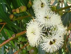 Eucalyptus Tuart