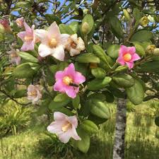 Arbre Hibiscus ou Primrose Tree