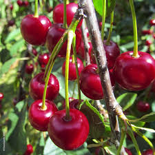 Cerisier Burlat