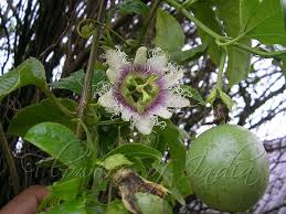 Fruits de la Passion