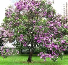 Bauhinia a Fleur Rose