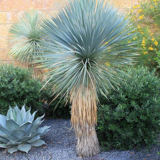 Yucca Bleu