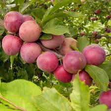 Prunier Santa Rosa