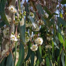 Eucalyptus Rouge ou Gommier Rouge des Rivières