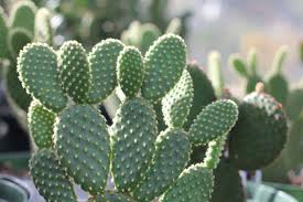 Opuntia Microdasys, Figuier de Barbarie Nain