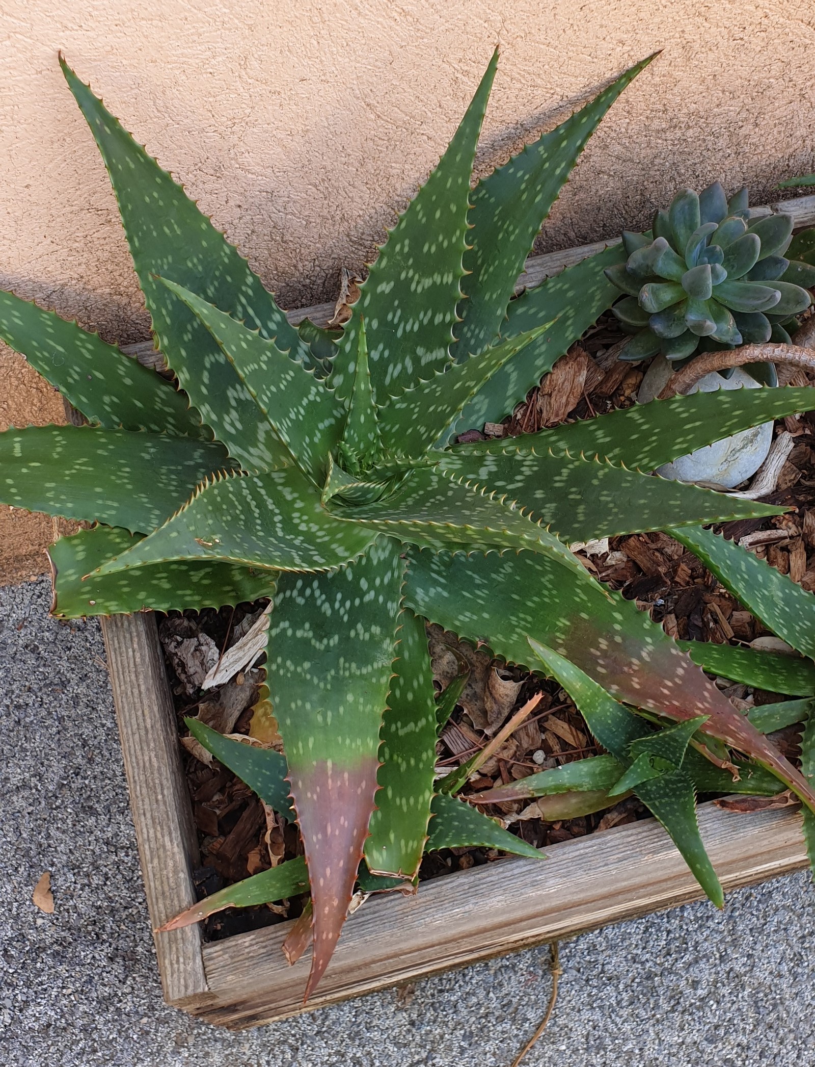 Aloe Maculata, Aloès Tacheté