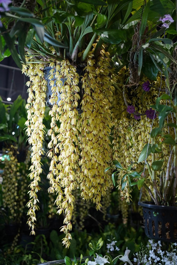 Coelogyne rochussenli mooreana