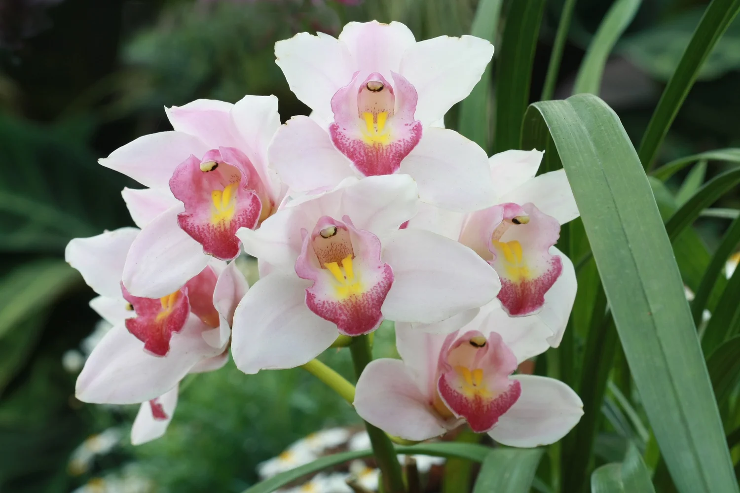 Cymbidium Vanessa Amorosa Paradise