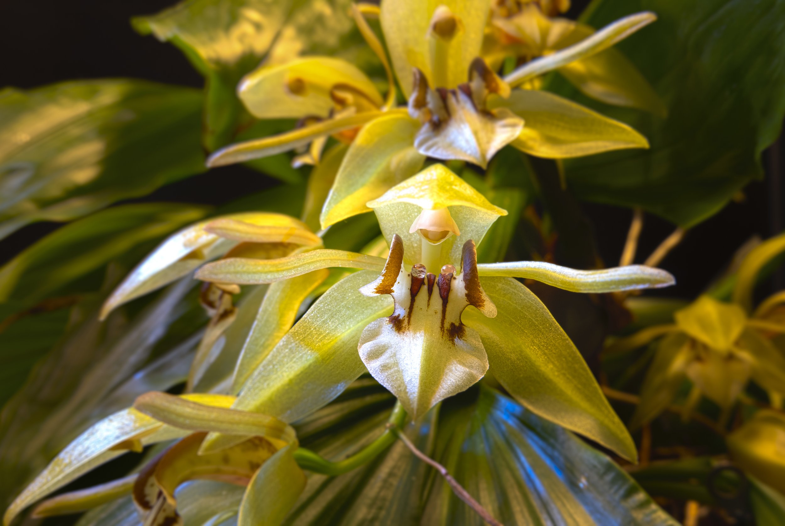 Coelogyne sulcata