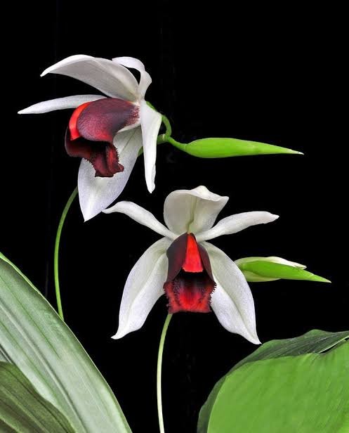 Coelogyne Usitana