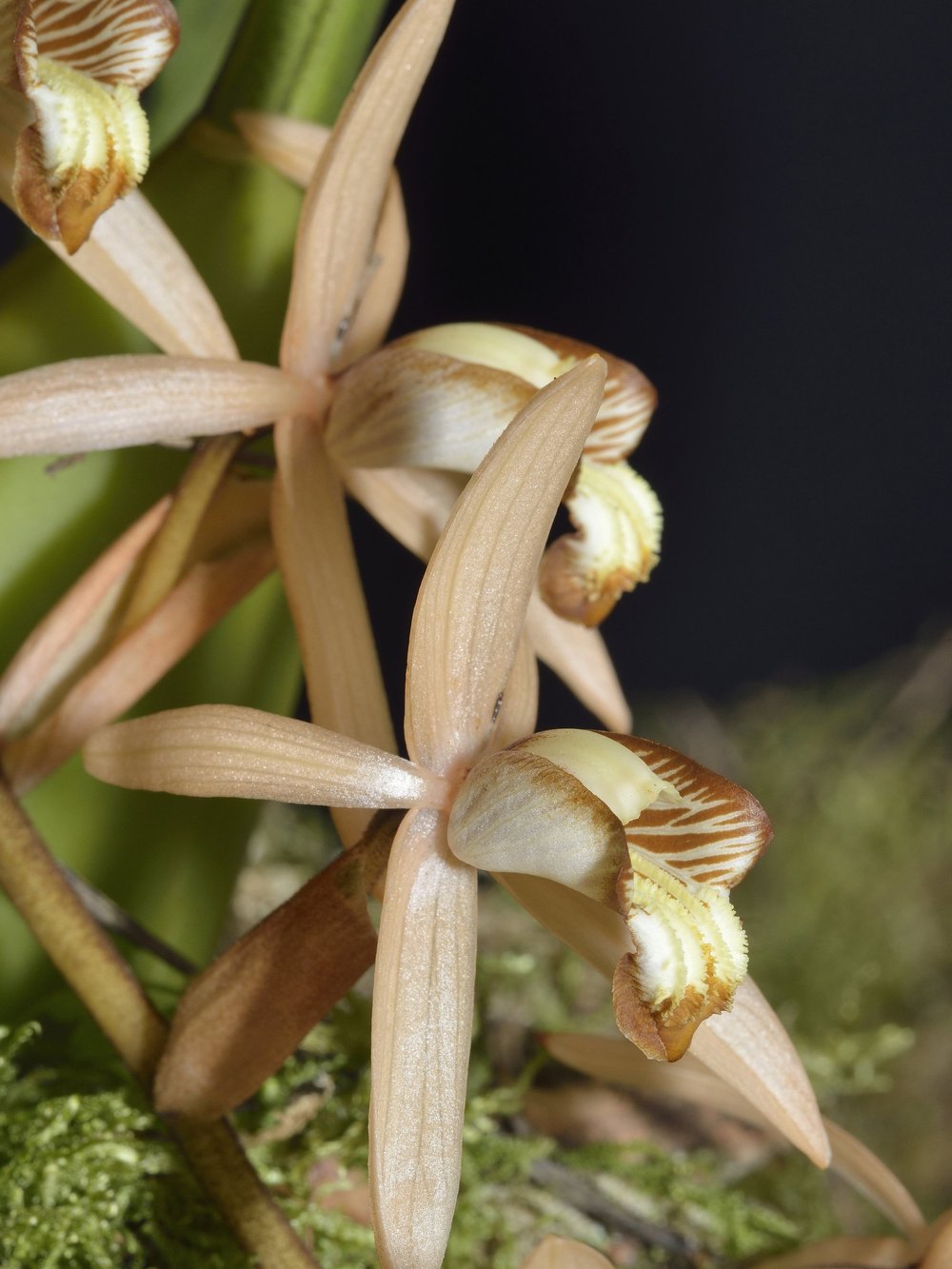 Coelogyne Massageana