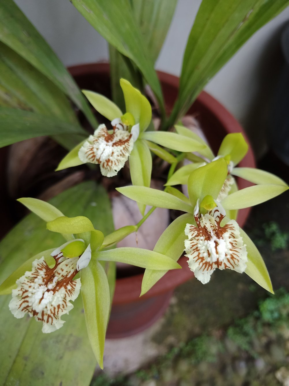 Coelogyne Peltastes