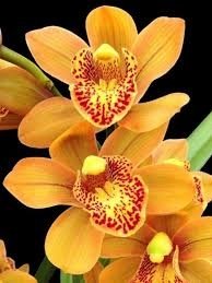 Cymbidium Enzan Forest Majolica Mini (Rare, 4 inch pot)