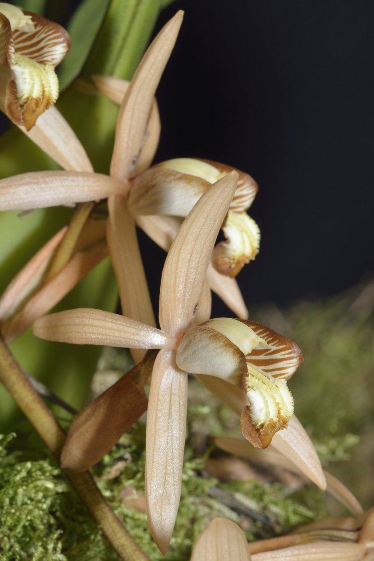 Coelogyne Veluntina