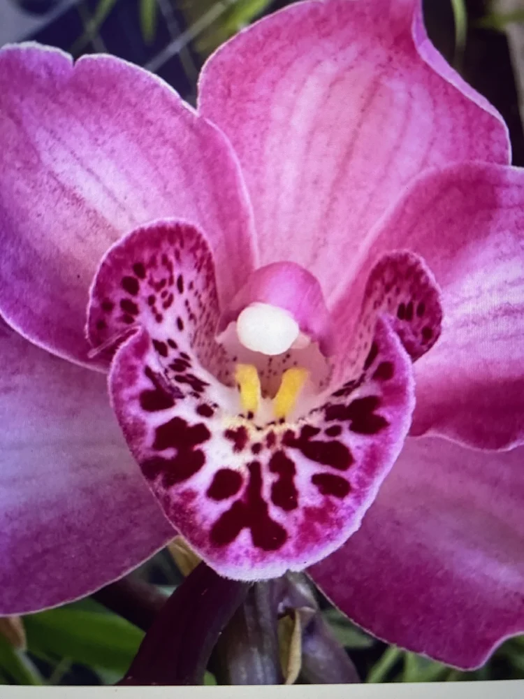 Cymbidium Elderberry Wine Rose Vanessa Amarosi Paradise