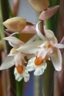 Coelogyne Sulphurea
