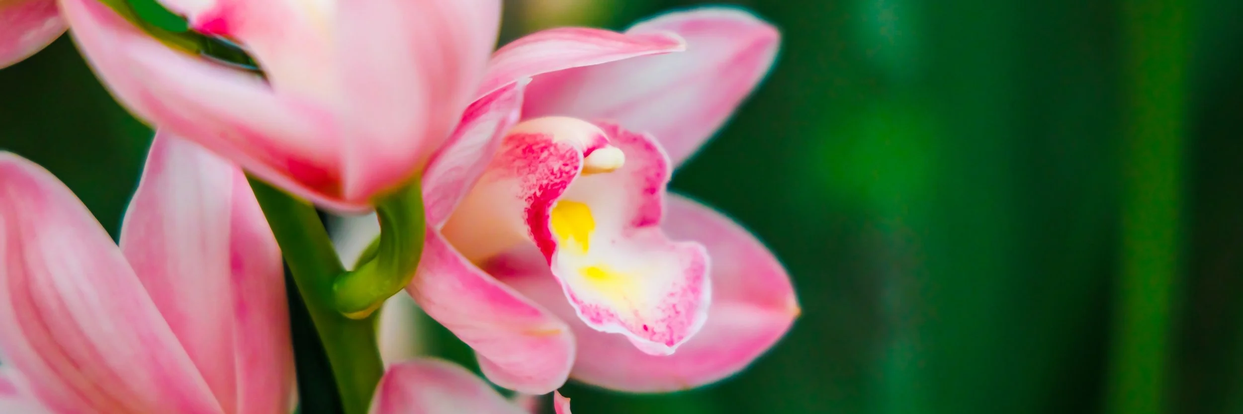 Cymbidium Rosy Cloud