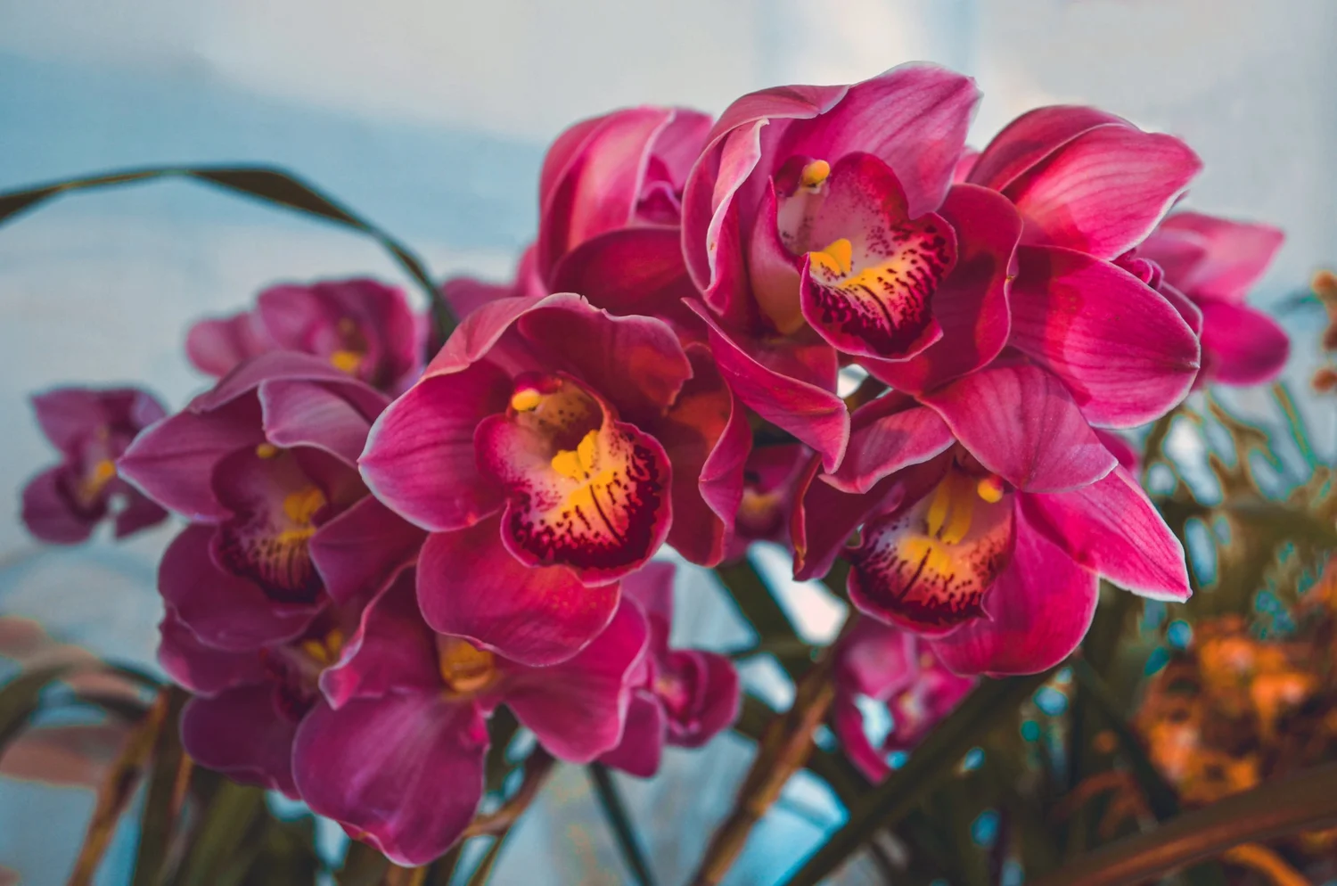Cymbidium Vanna Rose x Rembrandt's Ruby