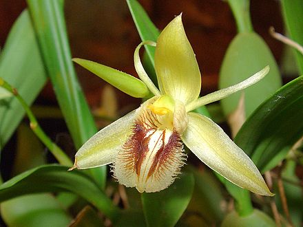 Coelogyne Fimbriata