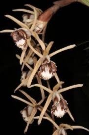 Coelogyne Pulverula