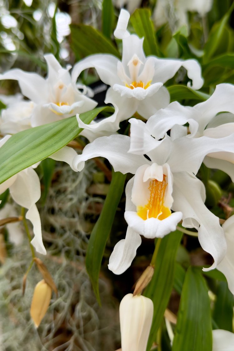 Coelogyne Linda Buckley