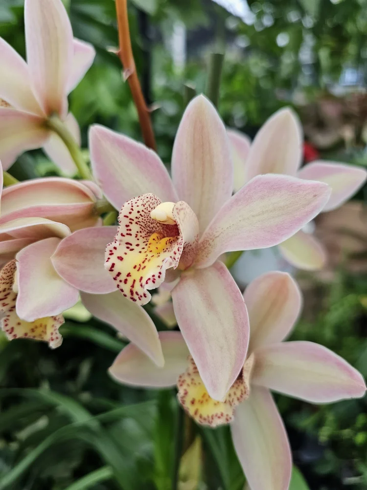 Cymbidium Warmly Passionate Ice White x Olymilum