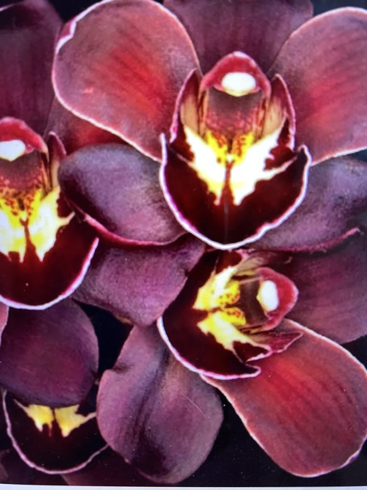 Cymbidium Happy Mimi x Pele 'VDR'
