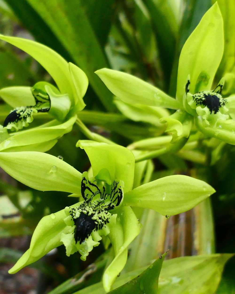 Coelogyne Mayeriana