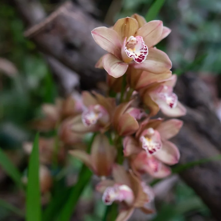 Cymbidium Black Peter Captain Midnight x Vanessa Amorosi Paradise