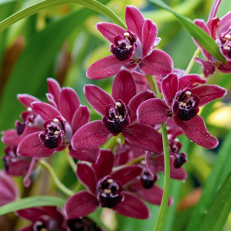 Cymbidium Elderberry Wine Rose - Ramble on Rose
