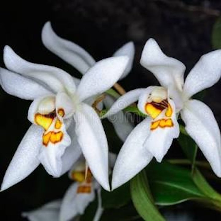 Coelogyne Nitida