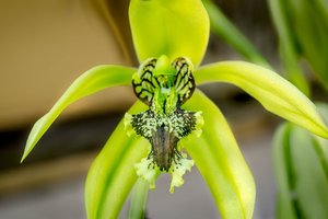 Coelogyne Pandurata