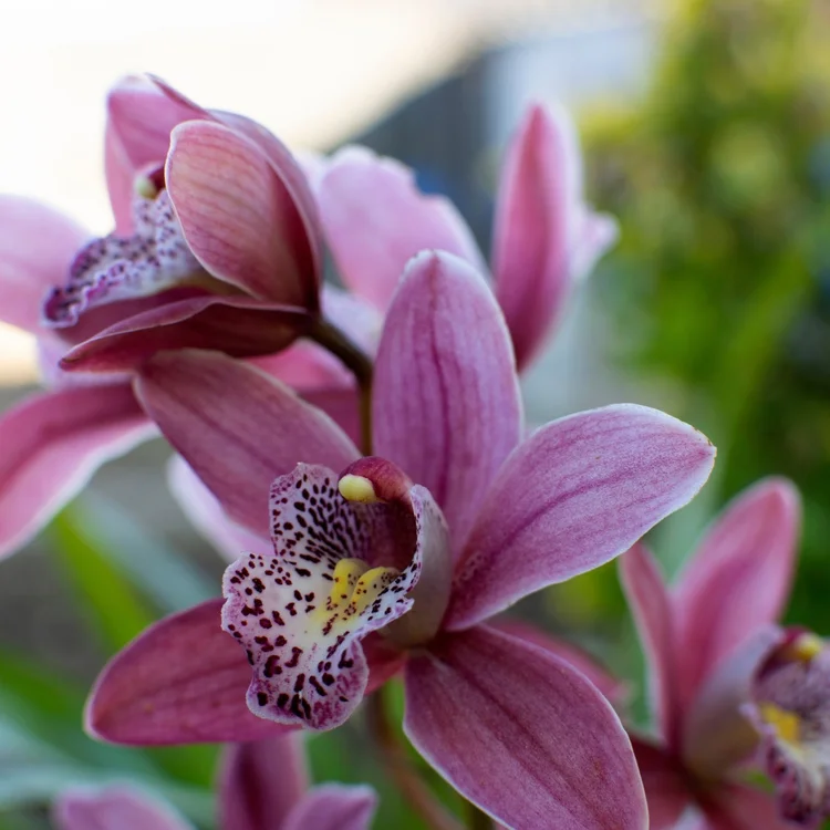 Cymbidium (Flaming Vulcan x Yai ‘Monica')