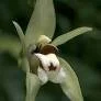Coelogyne beccarii 