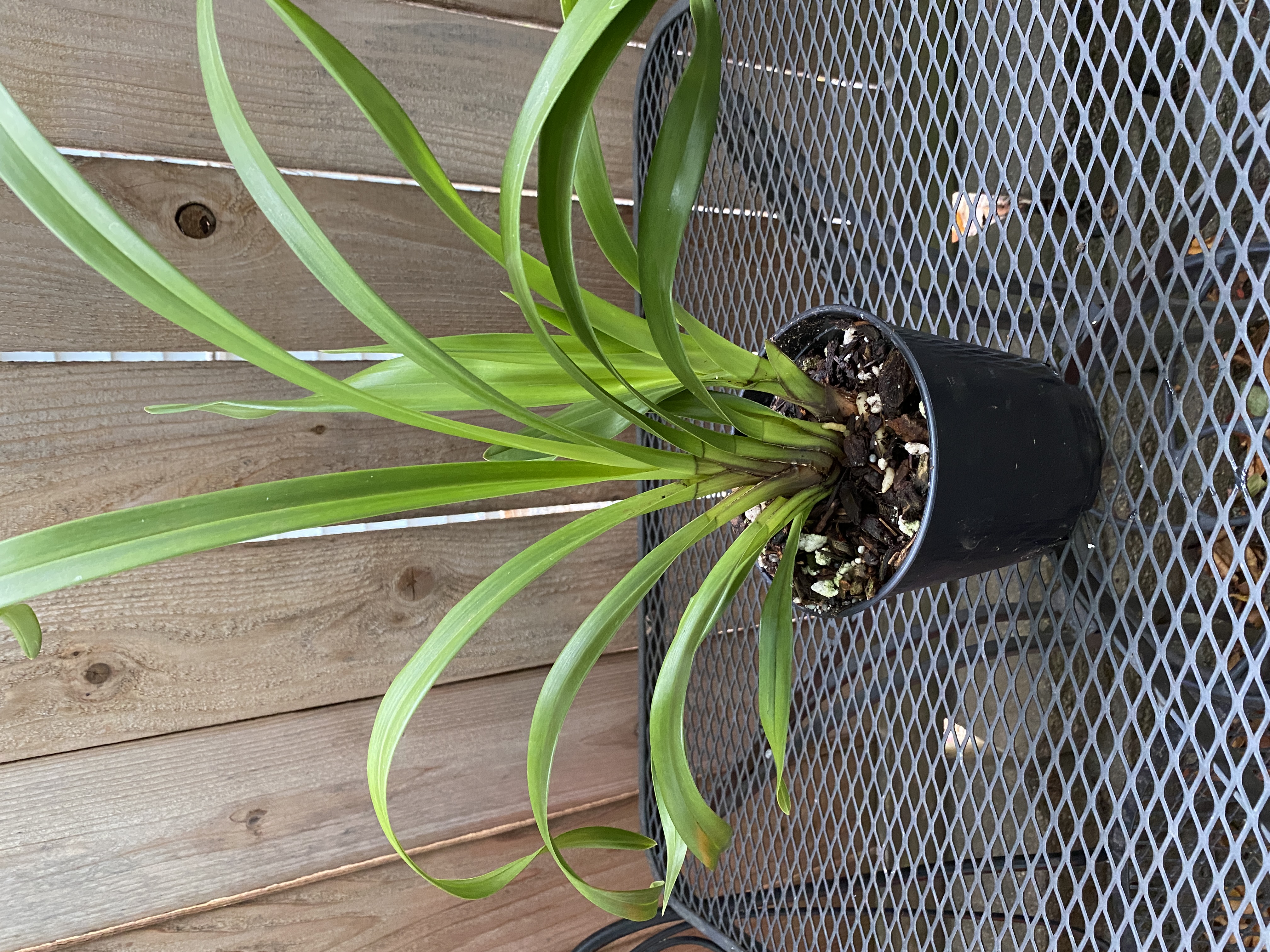 Cymbidium King Arthur Green Giant