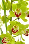 Cymbidium Terrapin Flyer #2