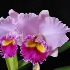 Rlc. Joy Sokabe Shining