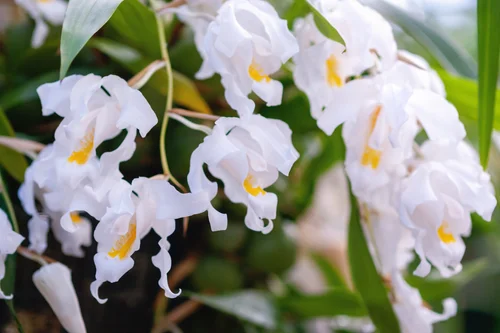 Coelogyne Cristata